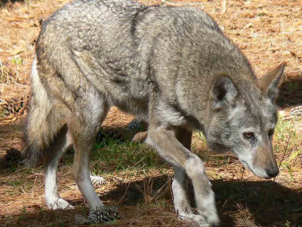 A reddish wolf