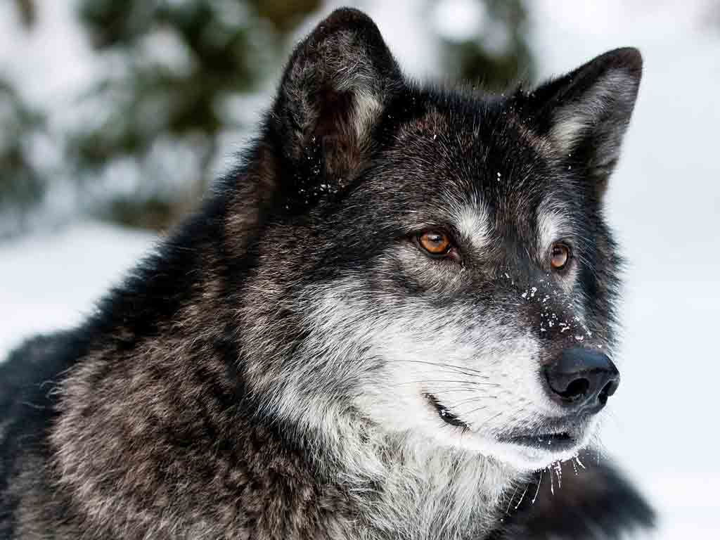 Image d'un loup gris.